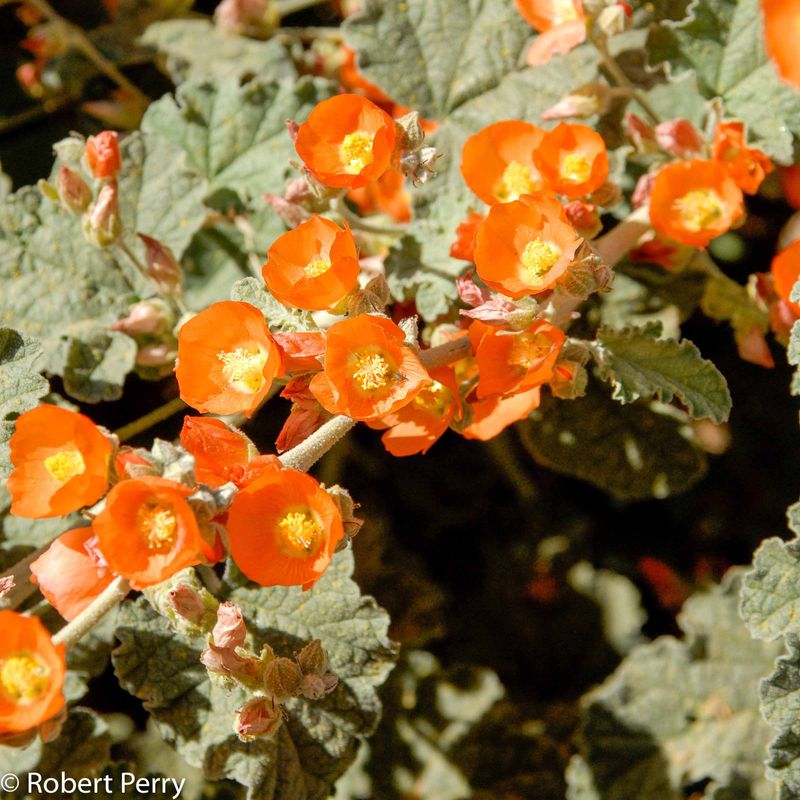 Globemallow Globemallow