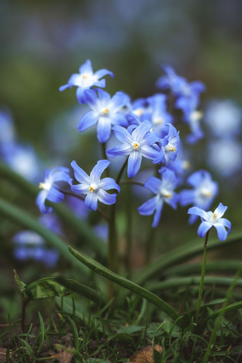 Glory-Of-The-Snow Scatters Starry Blue Blossoms Glory-Of-The-Snow Scatters Starry Blue Blossoms