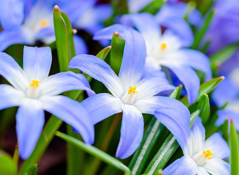 Glory-of-the-Snow (Chionodoxa) Glory-of-the-Snow (Chionodoxa)