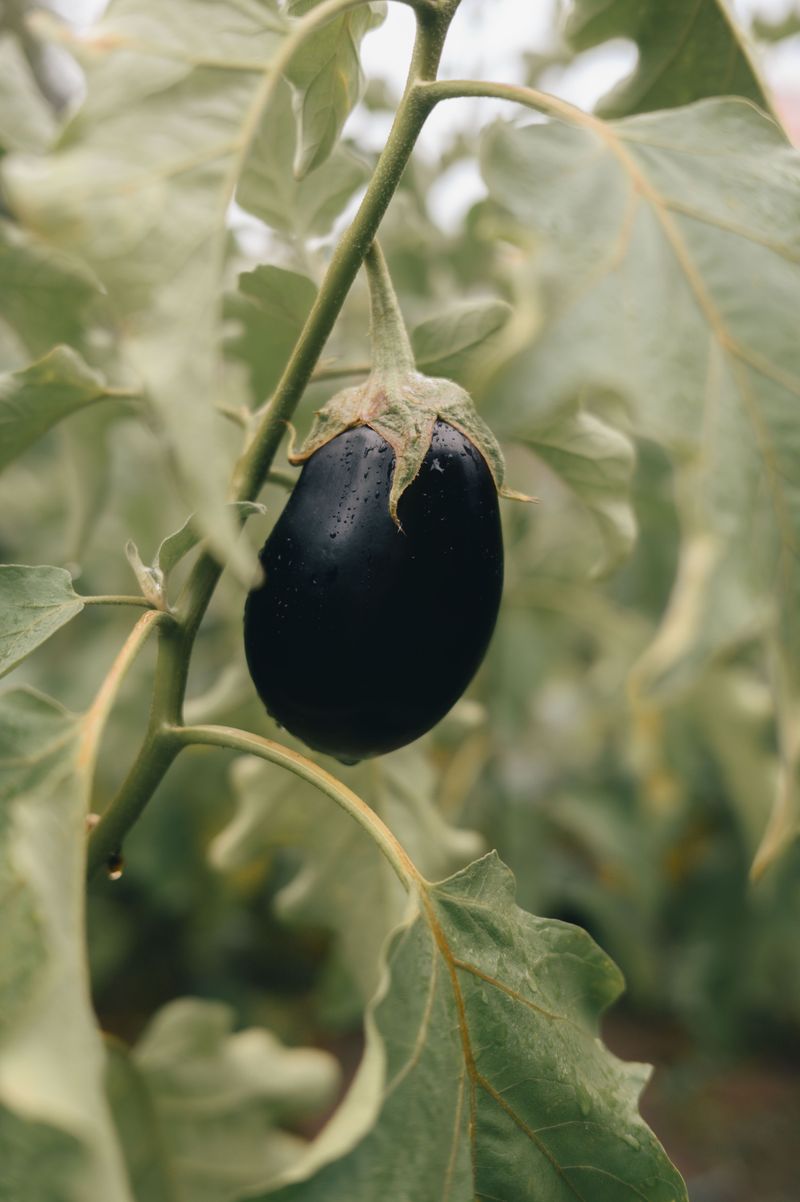 Glossy Eggplants Sagging On The Branches