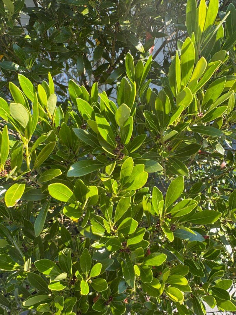 Glossy Evergreen Leaves Look Like Boxwood