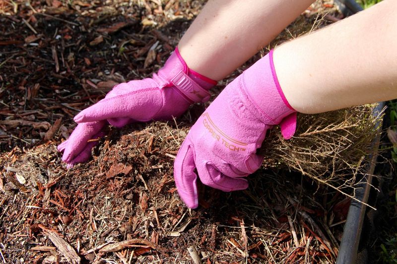 Gloves And Garden Tools Reduce Direct Contact While Moving Mulch Gloves And Garden Tools Reduce Direct Contact While Moving Mulch