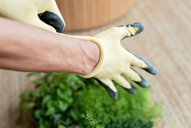 Gloves, Loppers, And A Stubborn Taproot For Safe Removal