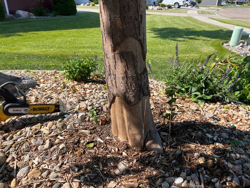 Gnawed Bark Damage