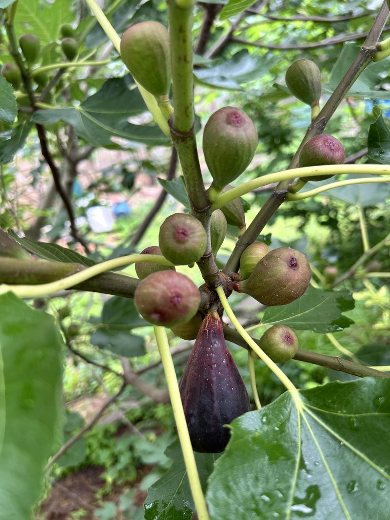 Go Easy If You Want An Early Breba Crop