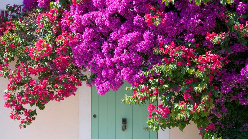 Go Easy On Bougainvillea Fertilizer To Protect The Flower Show