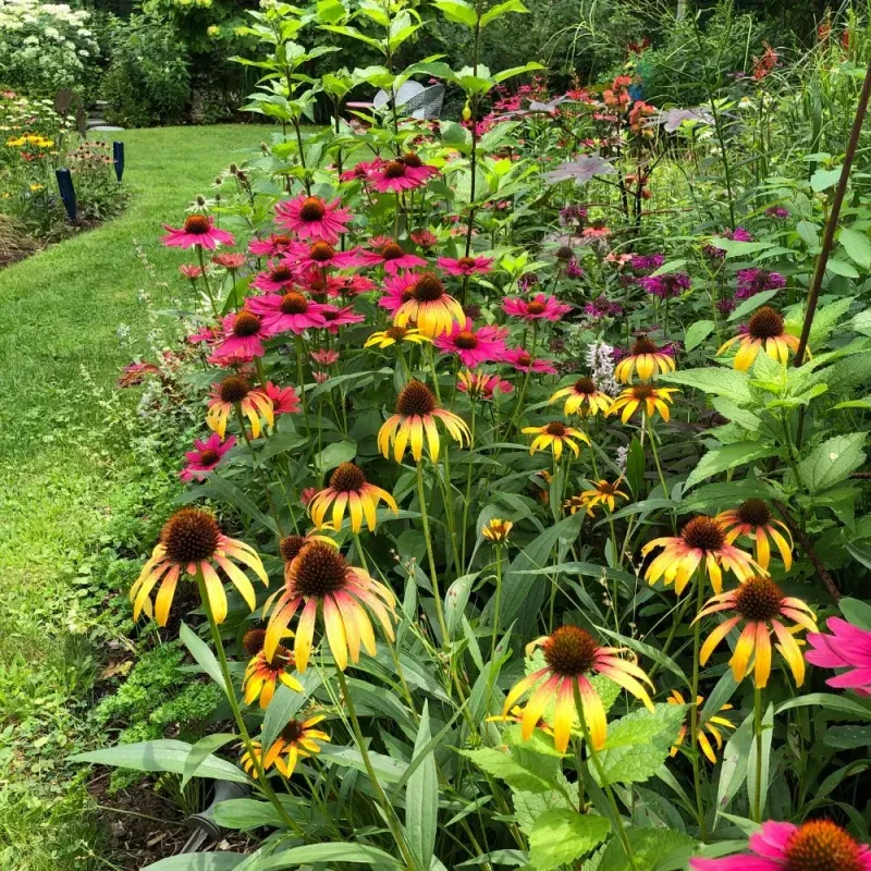 Go Easy on Feeding Arizona Coneflowers