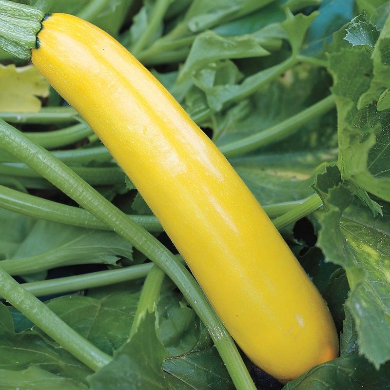 Gold Rush Zucchini
