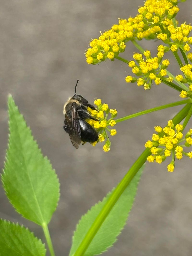 Golden Alexanders Reseed Reliably Each Spring Golden Alexanders Reseed Reliably Each Spring