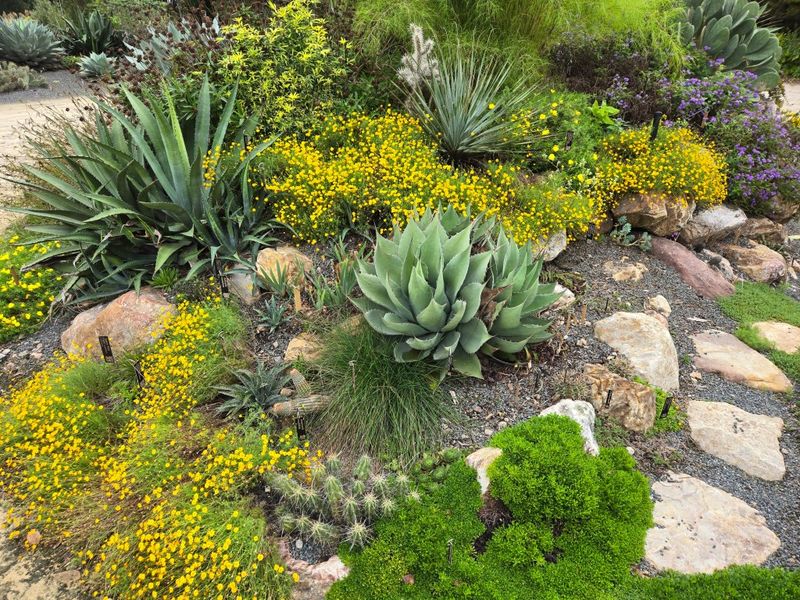 Golden Fleece Across Arizona Gardens