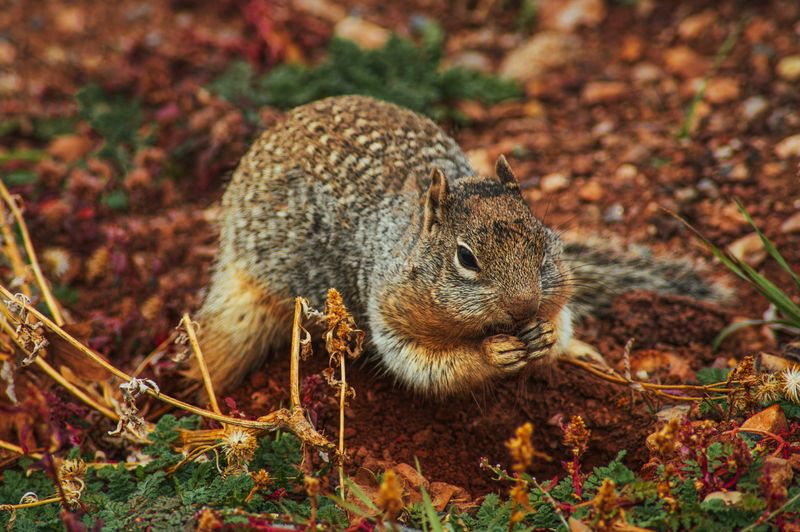 Golden-Mantled Ground Squirrel Becomes Autumn's Champion Snacker Golden-Mantled Ground Squirrel Becomes Autumn's Champion Snacker
