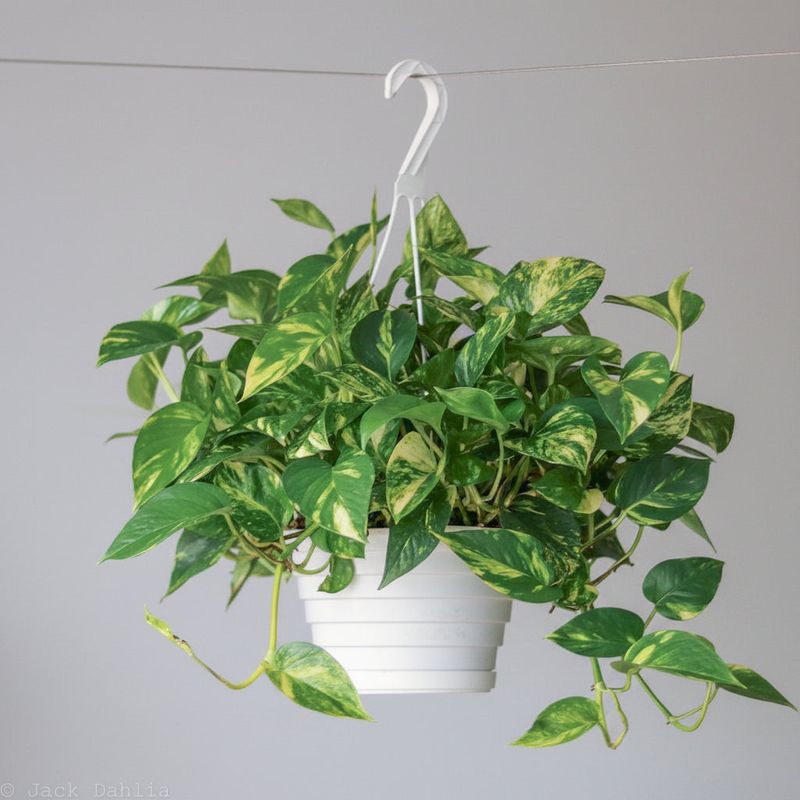 Golden Pothos (Epipremnum aureum)