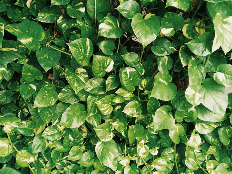 Golden Pothos Golden Pothos