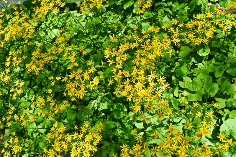 Golden Ragwort Holds Ground With Evergreen Leaves