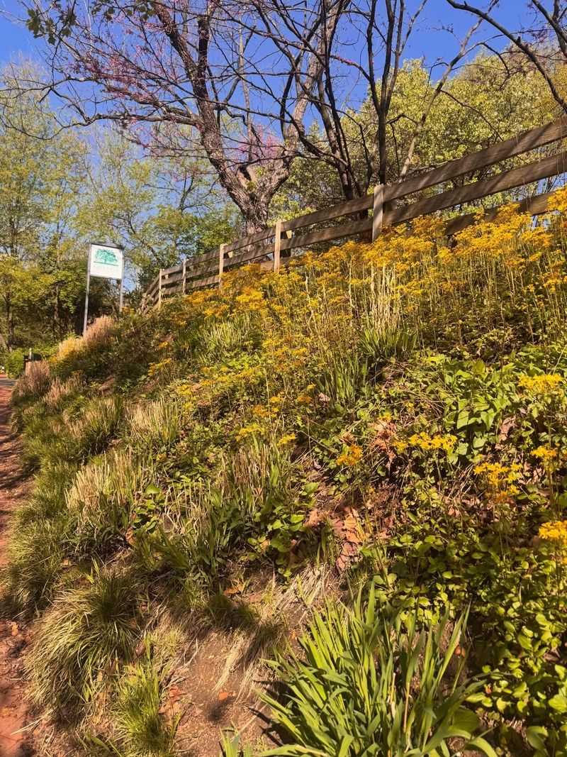 Golden Ragwort Thrives In Damp, Heavy Soil