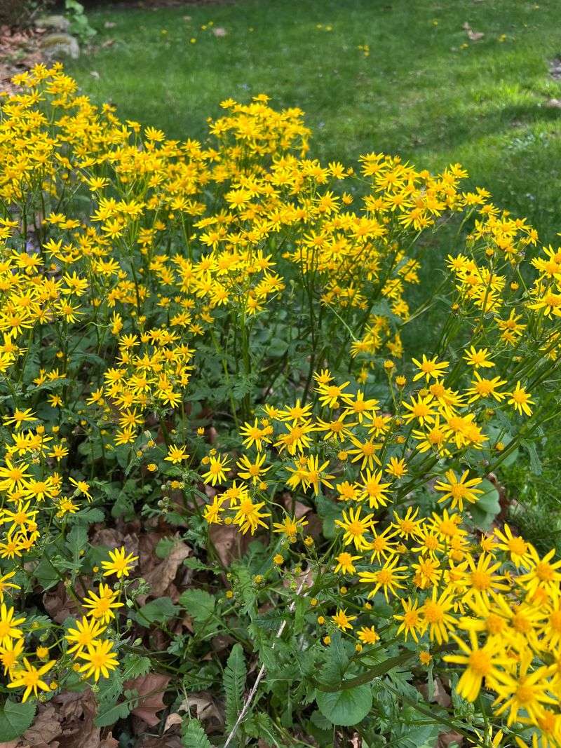 Golden Ragwort Golden Ragwort