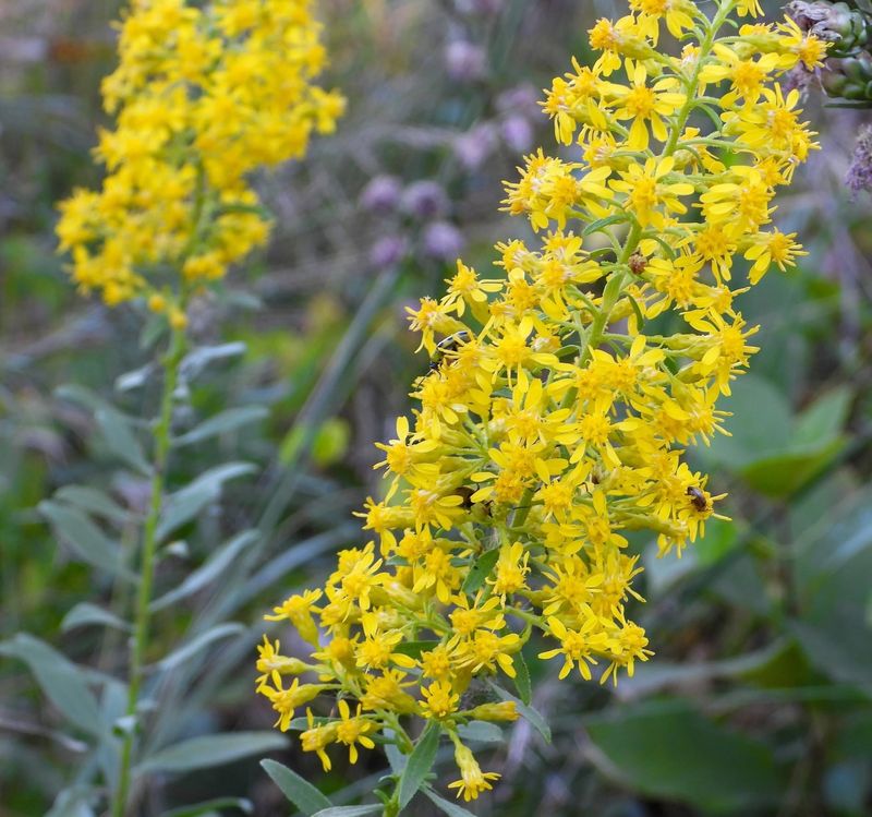 Goldenrod Goldenrod