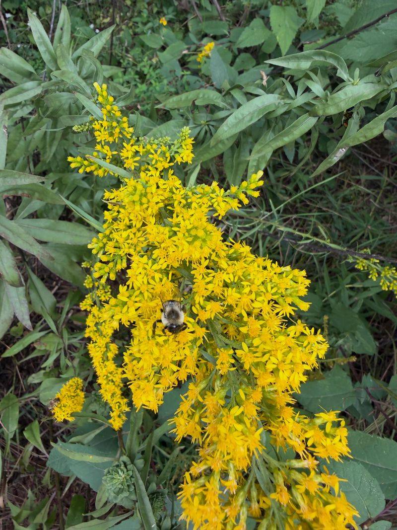 Goldenrod, A Wildlife Powerhouse Goldenrod, A Wildlife Powerhouse