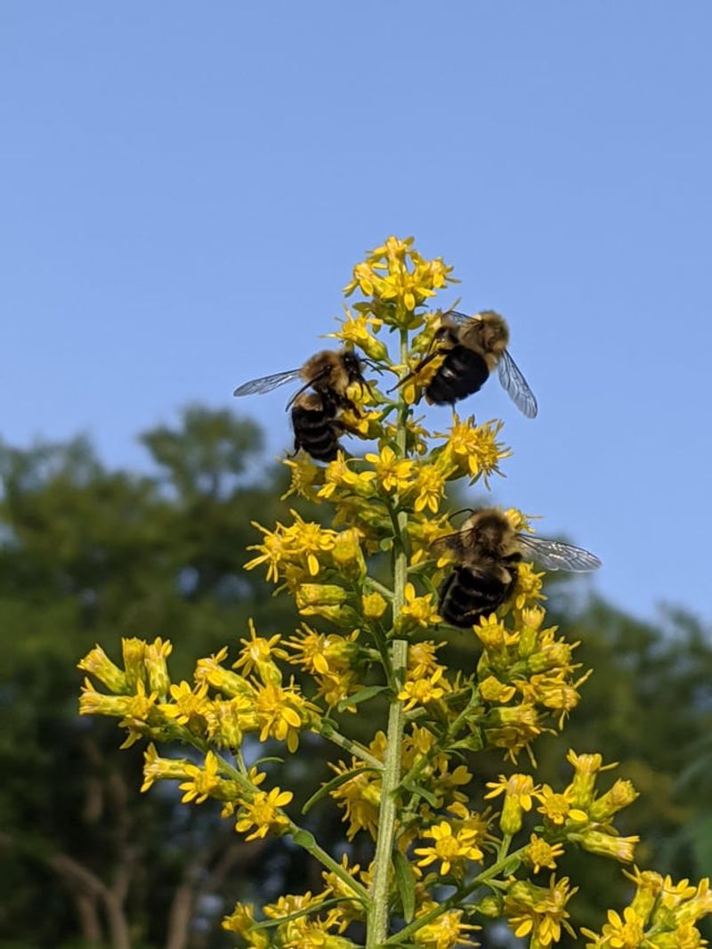 Goldenrod Adds Bright Color For Late Season Pollinators
