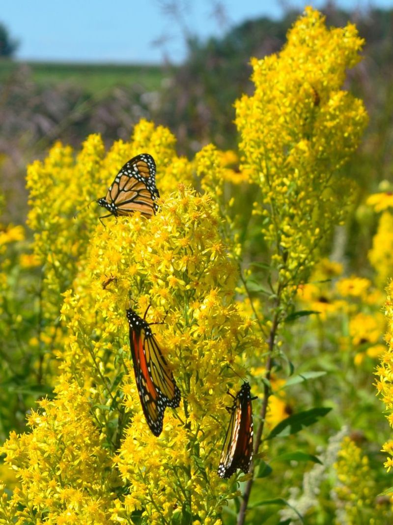 Goldenrod Creates A Late-Season Buffet For Pollinators Goldenrod Creates A Late-Season Buffet For Pollinators