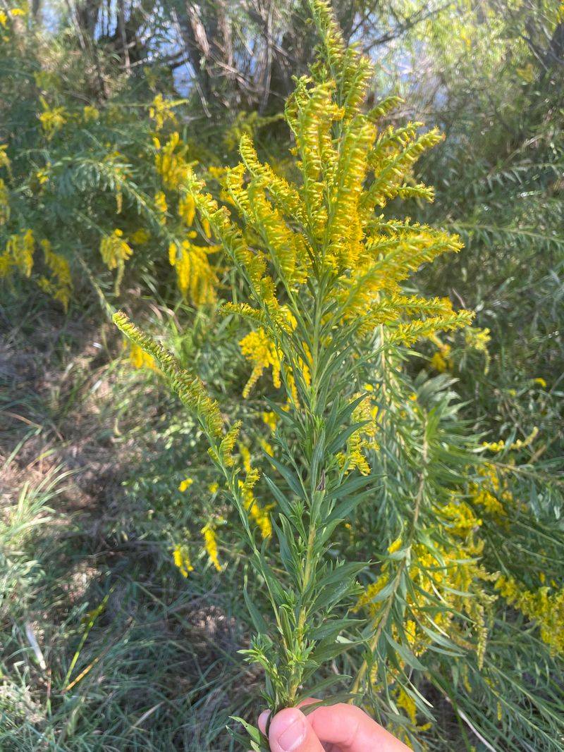 Goldenrod Does Not Cause Hay Fever Goldenrod Does Not Cause Hay Fever