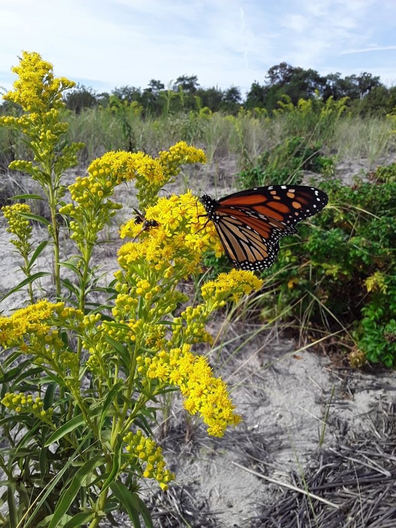 Goldenrod Feeds Pollinators Through Frost