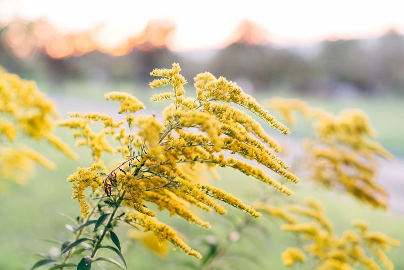 Goldenrod For Native Golden Sprays Goldenrod For Native Golden Sprays
