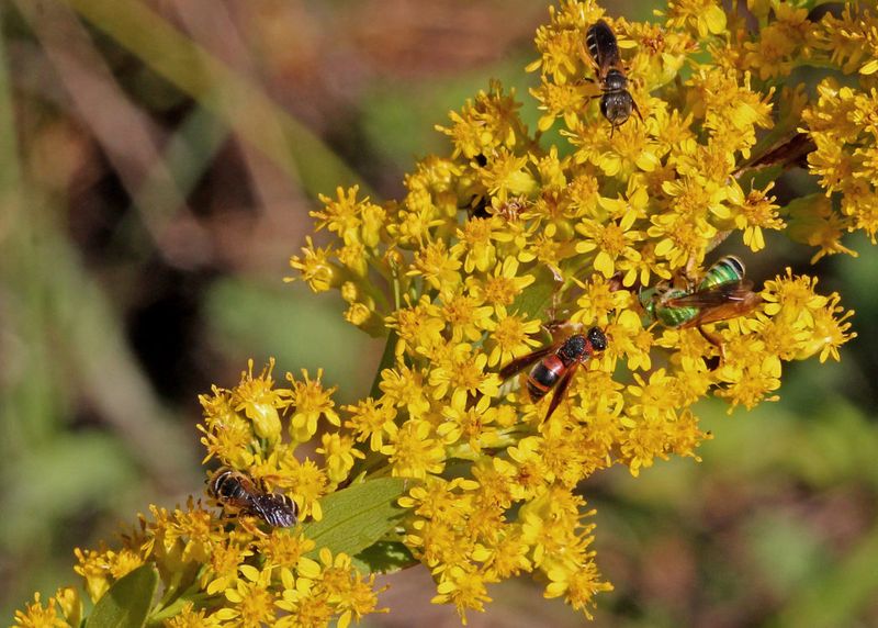 Goldenrod Fuels Fall Pollinators