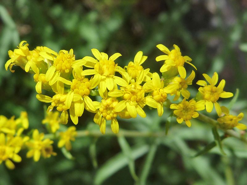 Goldenrod Fuels Late-Summer Arizona Firefly Nectar