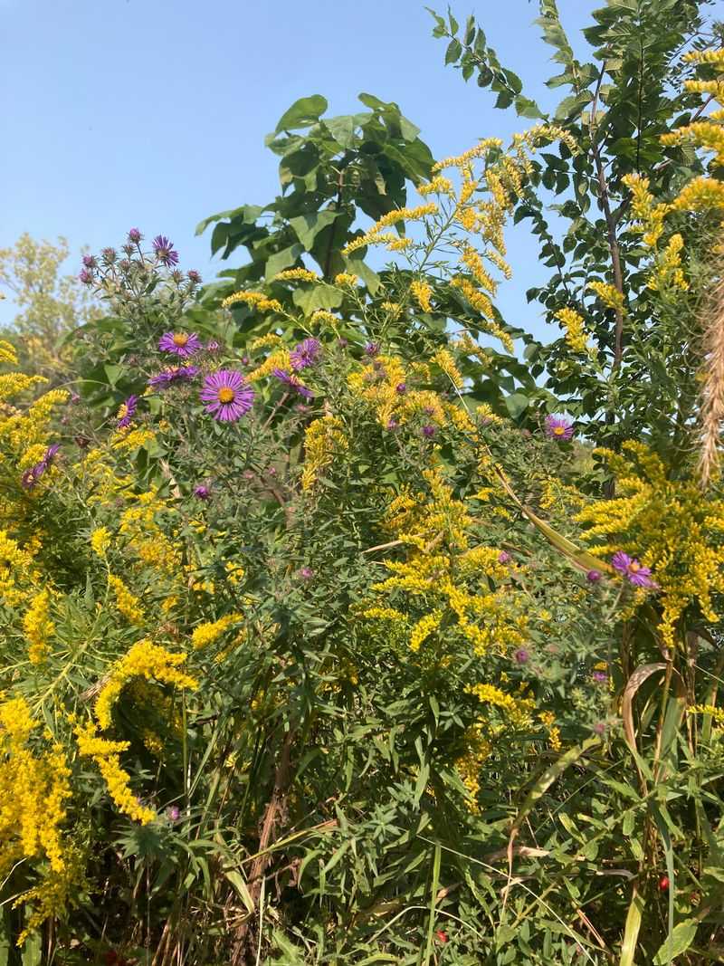 Goldenrod Keeps Yards Bright Into The Fall