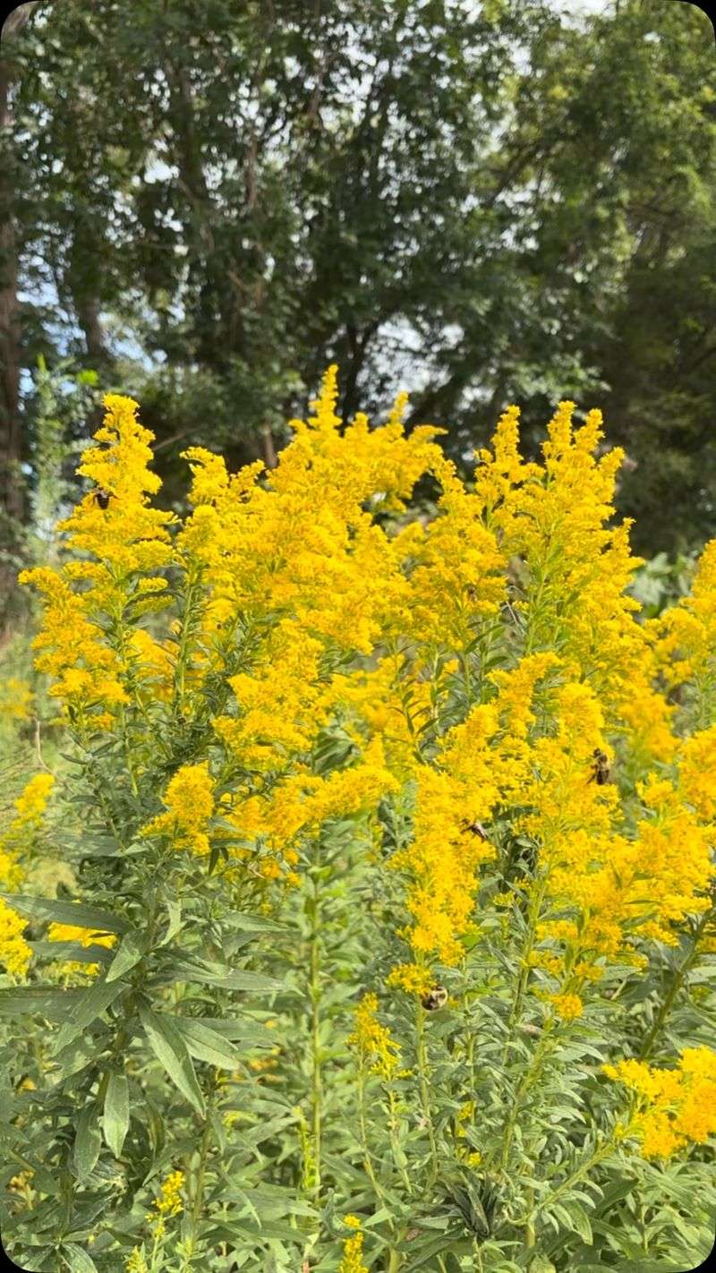 Goldenrod Paints The Fields With Sunshine