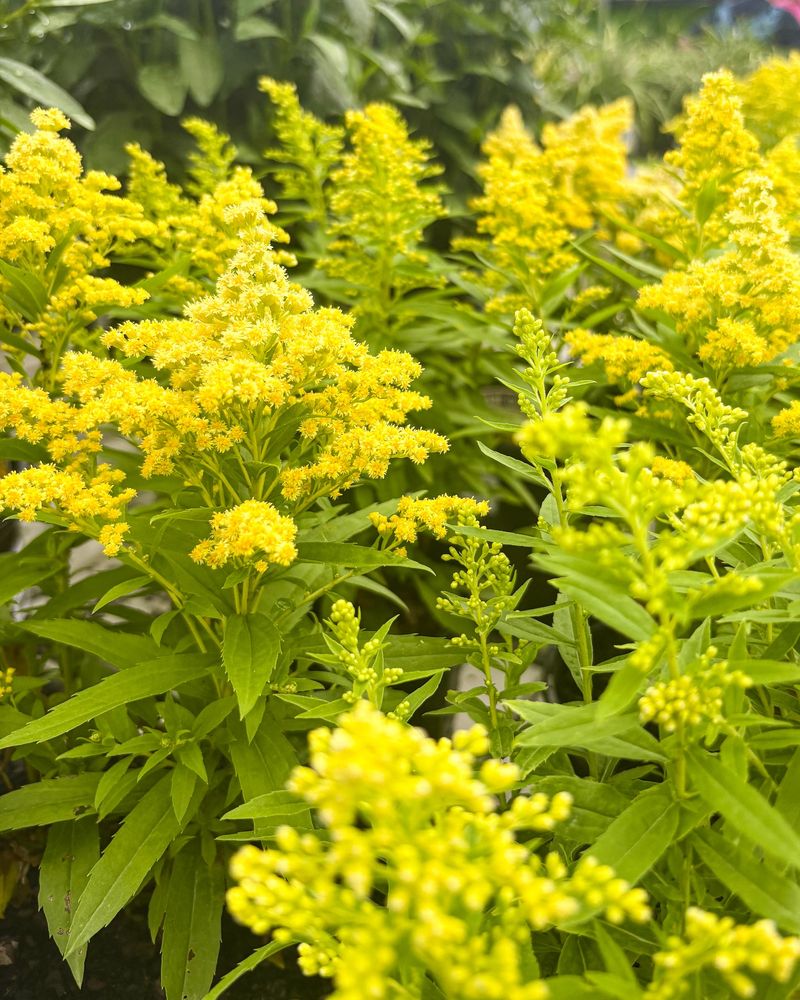 Goldenrod Paints The Meadow Yellow
