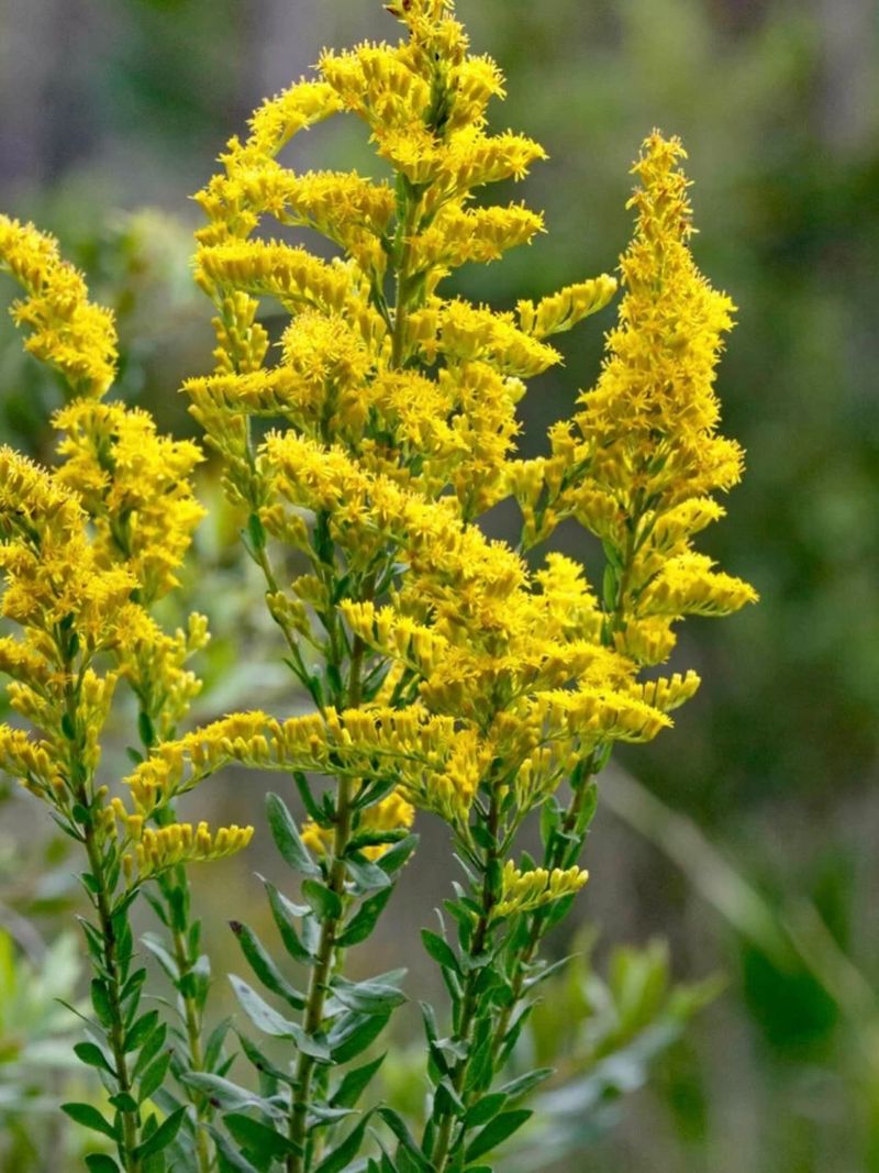 Goldenrod Provides Valuable Late Season Food For Pollinators Goldenrod Provides Valuable Late Season Food For Pollinators