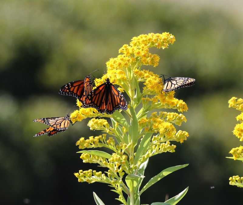 Goldenrod Rarely Deserves Its Allergy Reputation Goldenrod Rarely Deserves Its Allergy Reputation