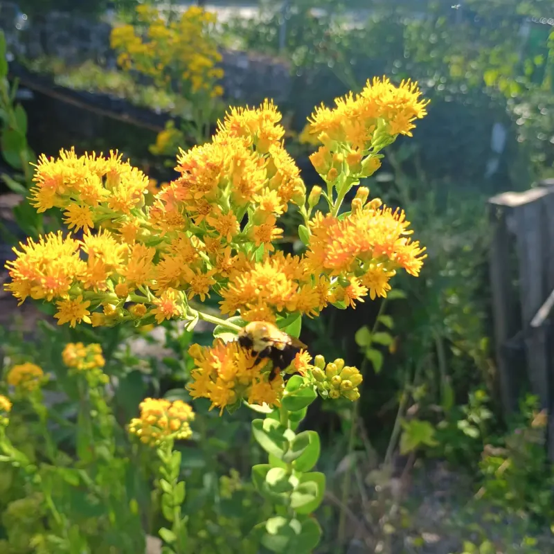 Goldenrod Seeds Help Build A Fall Pollinator Garden Goldenrod Seeds Help Build A Fall Pollinator Garden