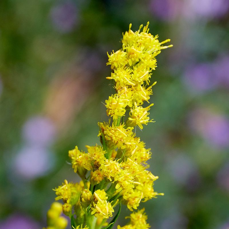Goldenrod (Solidago canadensis) Goldenrod (Solidago canadensis)