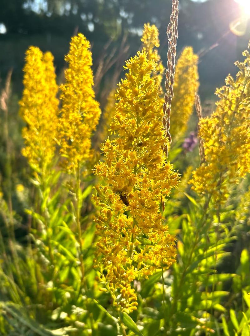 Goldenrod (Solidago species) Goldenrod (Solidago species)