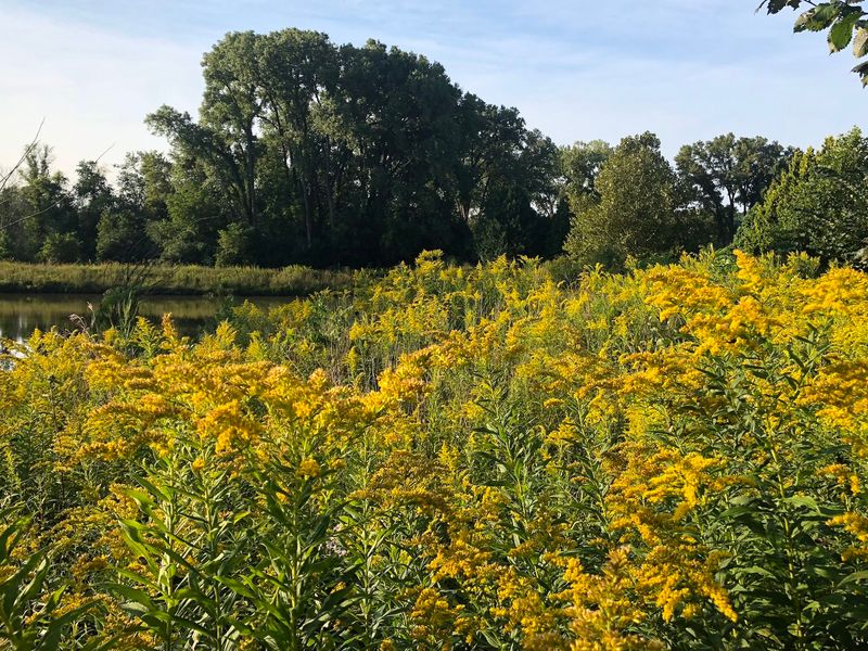 Goldenrod (Solidago spp.)
