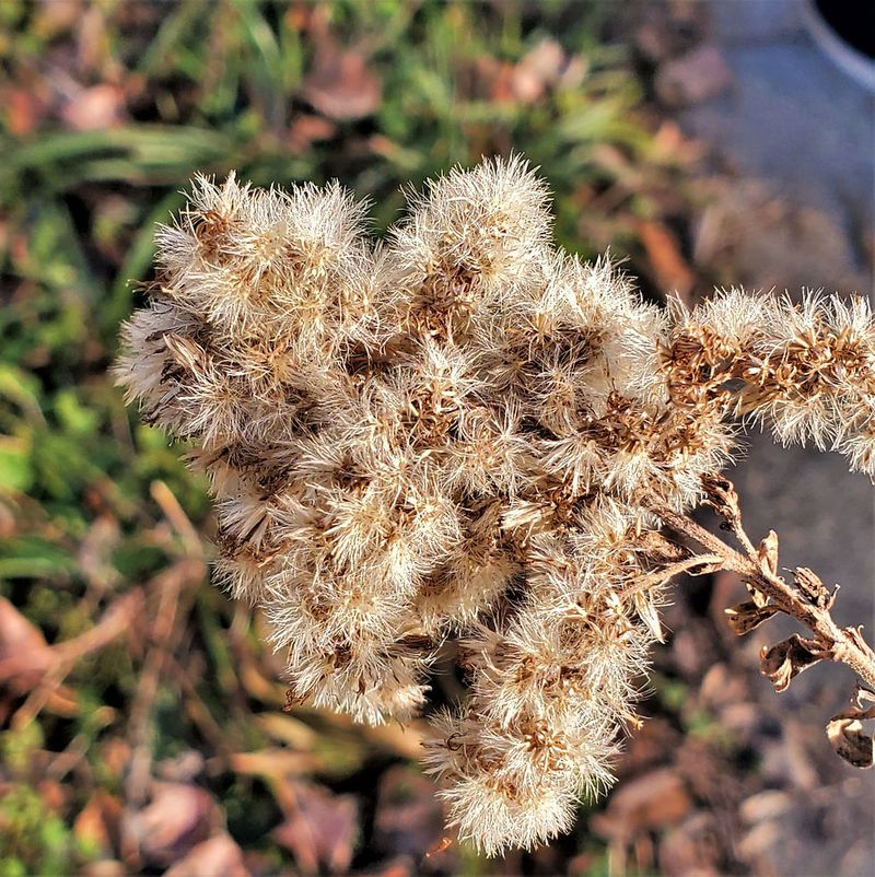 Goldenrod Stems Can Stand Through The Colder Months Goldenrod Stems Can Stand Through The Colder Months