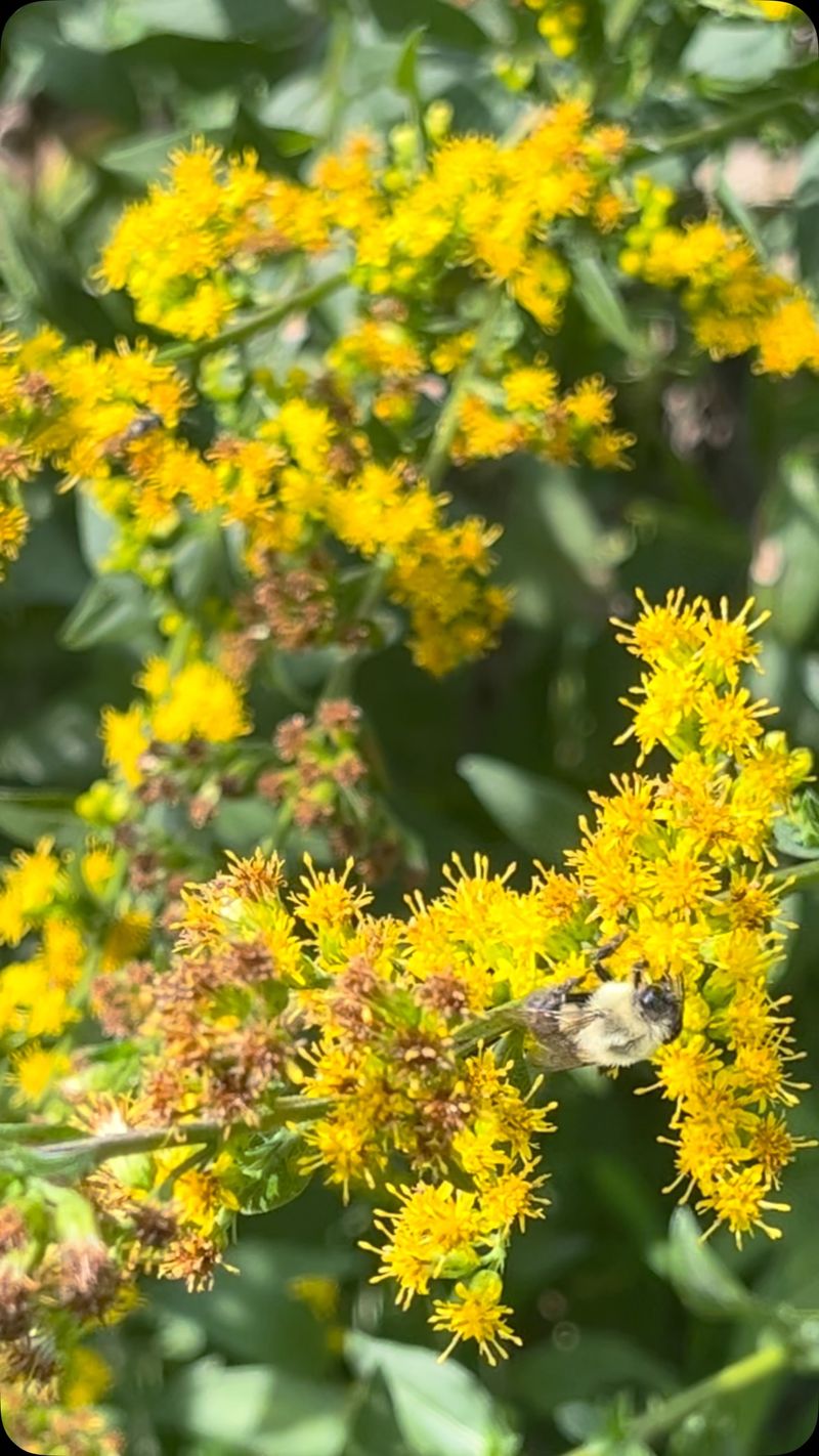 Goldenrod Supports Late-Season Pollinators Goldenrod Supports Late-Season Pollinators