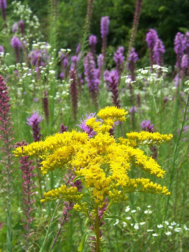 Goldenrods Create A Burst Of Yellow