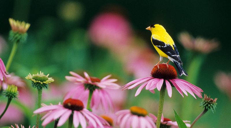 Goldfinches Are Counting On Those Seeds Goldfinches Are Counting On Those Seeds