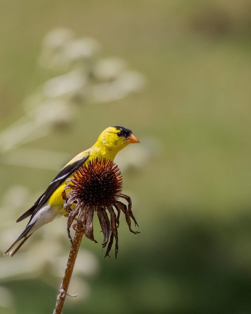 Goldfinches Depend On Them For Food Goldfinches Depend On Them For Food