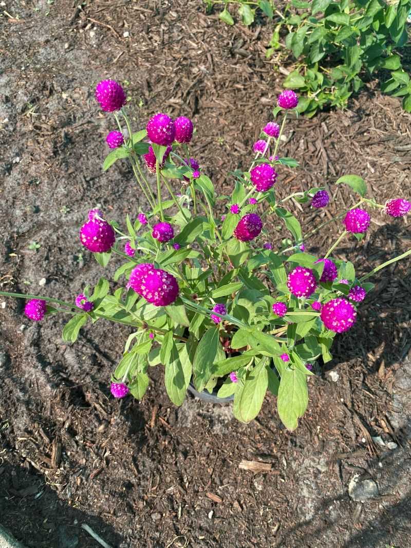 Gomphrena Holds Up Where Petunias Wilt Gomphrena Holds Up Where Petunias Wilt