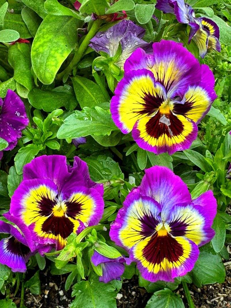 Good Drainage Helps Protect Pansies During Wet Fall Weather Good Drainage Helps Protect Pansies During Wet Fall Weather