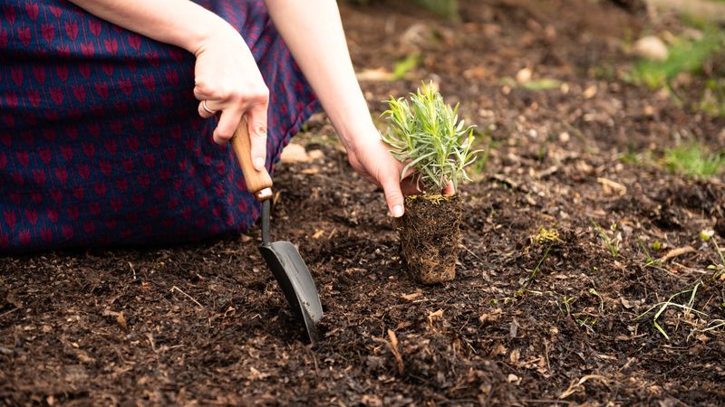 Good Drainage Is More Important Than Constant Water Good Drainage Is More Important Than Constant Water