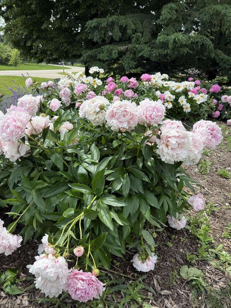 Good Drainage Keeps Water From Sitting Around The Roots