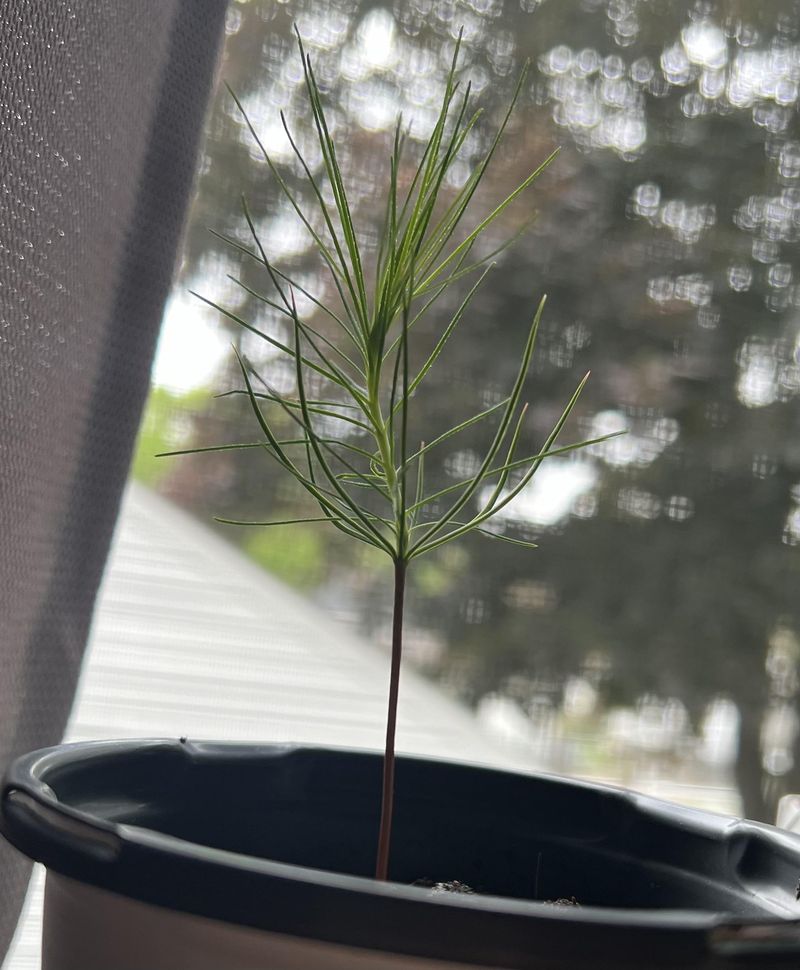 Good Early Care Pays Off Long After Planting Day