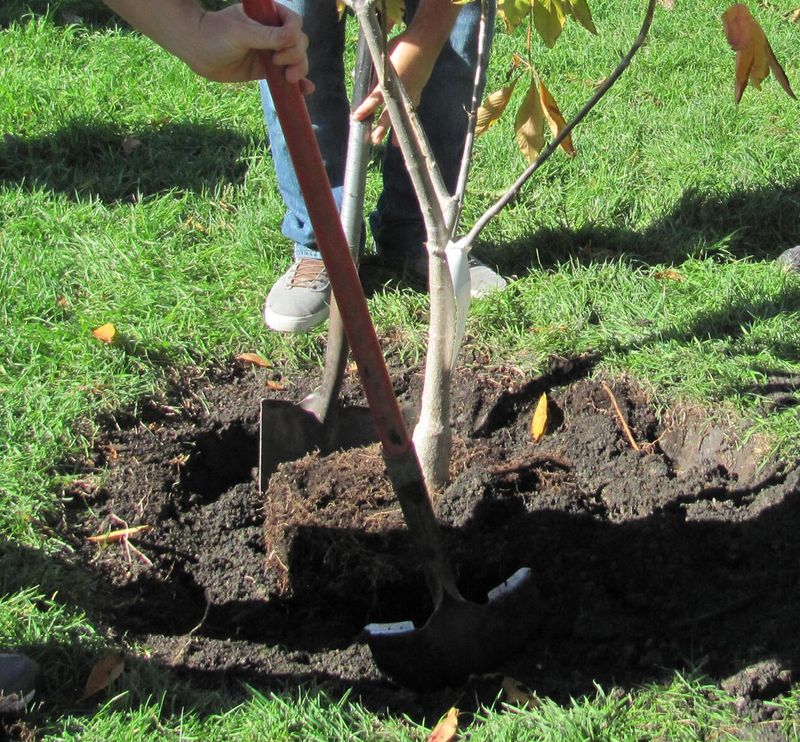 Good Preparation Makes Fall Planting Successful Good Preparation Makes Fall Planting Successful