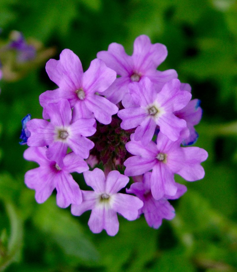 Goodding Verbena (Verbena gooddingii)